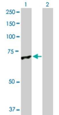 Western Blot: GLMN Antibody [H00011146-D01P] - Analysis of GLMN expression in transfected 293T cell line by GLMN polyclonal antibody.Lane 1: GLMN transfected lysate(68.20 KDa).Lane 2: Non-transfected lysate.