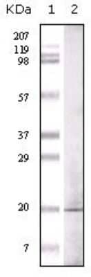 Western Blot: Glucagon Antibody (1B7B4) [NBP1-51530] - Western blot analysis using GLP mouse mAb against GLP recombinant protein.