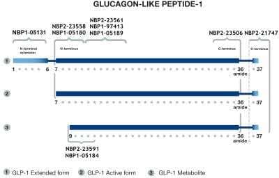 Glucagon Antibody (4F3) - BSA Free [NBP1-97413] - BSA Free [NBP1-97413]