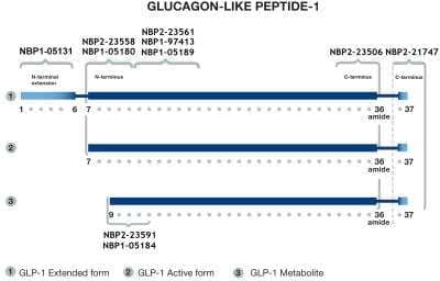 Glucagon Antibody (53) - BSA Free [NBP1-05184] - BSA Free [NBP1-05184]