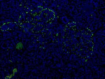Immunocytochemistry/Immunofluorescence: Glucagon Antibody (5B10) - BSA Free [NBP1-05189] - Staining in human pancreas tissue. Signal is strong in alpha cells. Dilution: 1:4000.
