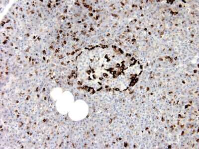 Immunohistochemistry-Paraffin: Glucagon Antibody (5B10) - BSA Free [NBP1-05189] - Staining of human pancreas tissue. Alpha cells of the Langerhans islet and scattered cells in exocrine area of pancreas were stained strongly. Dilution: 1:3200