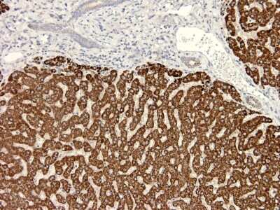 Immunohistochemistry-Paraffin: Glucagon Antibody (5B10) - BSA Free [NBP1-05189] - Staining of Human liver tissue. Hepatocytes were stained strongly. Dilution: 1:3200