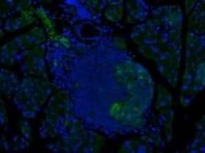 Immunocytochemistry/Immunofluorescence: Glucagon Antibody (8G9) - BSA Free [NBP2-23506] - Pancreas sections from diabetic mice stained with GLP1 antibody  (1:500). Courtesy of Dr. Annette Plesner, University of British Columbia