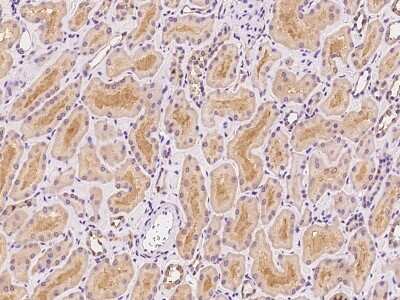 Immunohistochemistry-Paraffin: GLRB Antibody [NBP2-97806] - Immunochemical staining of human GLRB in human kidney with rabbit polyclonal antibody at 1:100 dilution, formalin-fixed paraffin embedded sections.