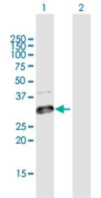 Western Blot: GLT1D1 Antibody [H00144423-B01P] - Analysis of GLT1D1 expression in transfected 293T cell line by GLT1D1 polyclonal antibody.  Lane 1: GLT1D1 transfected lysate(29.26 KDa). Lane 2: Non-transfected lysate.