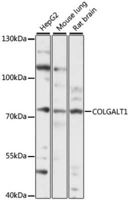 Western Blot GLT25D1 Antibody - Azide and BSA Free