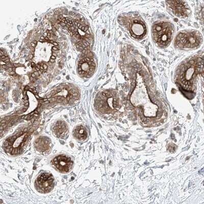 Immunohistochemistry-Paraffin: GLT25D2 Antibody [NBP1-90712] - Staining of human breast shows strong cytoplasmic positivity in glandular cells.