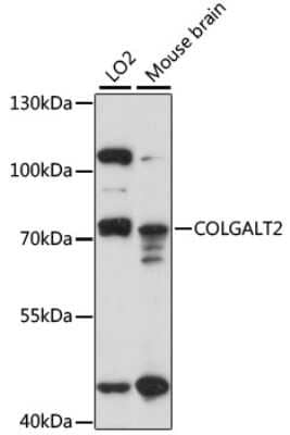 Western Blot GLT25D2 Antibody - Azide and BSA Free