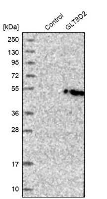 Western Blot: GLT8D2 Antibody [NBP1-83538] - Analysis in control (vector only transfected HEK293T lysate) and GLT8D2 over-expression lysate (Co-expressed with a C-terminal myc-DDK tag (3.1 kDa) in mammalian HEK293T cells).