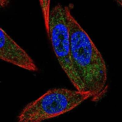 Immunocytochemistry/Immunofluorescence: GLTP Antibody [NBP2-31642] - Staining of human cell line PC-3 shows localization to cytosol. Antibody staining is shown in green.