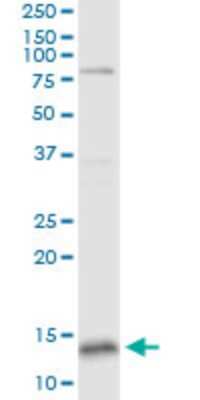 Western Blot: GLXR5 Antibody (4G8) [H00051218-M04] - Analysis of GLRX5 expression in HepG2.