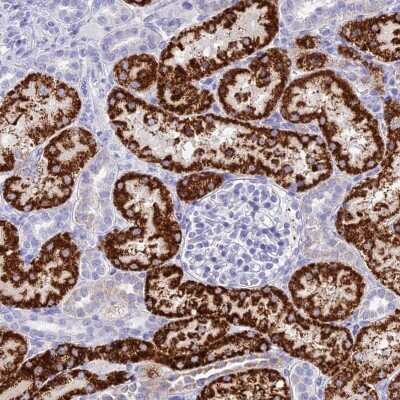 Immunohistochemistry GLYATL1 Antibody - BSA Free