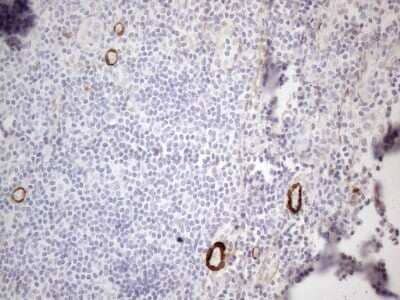 Immunohistochemistry: GM-CSF Antibody (OTI8G5) - Azide and BSA Free [NBP2-70462] - Analysis of Human tonsil tissue. (Heat-induced epitope retrieval by 1mM EDTA in 10mM Tris buffer (pH8.5) at 120C for 3 min)