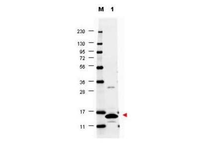 Western Blot: GM-CSF Antibody [NBP1-42743] - Analysis of a band 14 kDa in size corresponding to recombinant mouse GM-CSF (lane 1). Molecular weight markers are also shown (M). After transfer, the membrane was blocked overnight with 3% BSA in TBS followed by reaction with primary antibody at a 1:1,000 dilution. Detection occurred using DyLight649 conjugated anti-Rabbit IgG secondary antibody diluted 1:20,000 in blocking buffer.