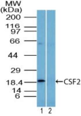 Western Blot: GM-CSF Antibody [NBP2-27161] - Analysis of CSF2 in U937 cell lysate in the (1) absence and (2) presence of immunizing peptide using NBP2-27161 at 3 ug/ml. . Goat anti-rabbit Ig HRP secondary antibody and PicoTect ECL substrate solution were used for this test.