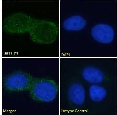 Immunocytochemistry/Immunofluorescence: GM2 Ganglioside Antibody (L55-81) - Chimeric [NBP2-81278] - Immunofluorescence analysis of paraformaldehyde fixed MCF7 cells on Shi-fix coverslips, permeabilized with 0.15% Triton and stained with the chimeric rabbit IgG version of  [NBP2-81278] at 10 ug/ml for 1h followed by Alexa Fluor 488 secondary antibody (1 ug/ml), showing diffuse membrane and cytoplasmic staining. The nuclear stain is DAPI (blue). Panels show from left-right, top-bottom NBP2-81278, DAPI, merged channels and an isotype control. The isotype control was stained with an anti-Fluorescein antibody followed by Alexa Fluor 488 secondary antibody.