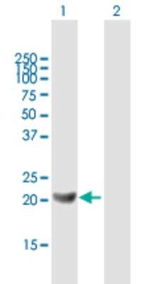 Western Blot: GM2A Antibody [H00002760-B02P] - Analysis of GM2A expression in transfected 293T cell line by GM2A polyclonal antibody.  Lane 1: GM2A transfected lysate(21.23 KDa). Lane 2: Non-transfected lysate.