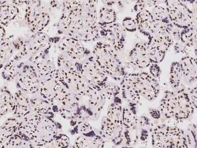 Immunohistochemistry: GM632 Antibody [NBP2-98091] - Immunochemical staining of human GM632 in human placenta with rabbit polyclonal antibody at 1:500 dilution, formalin-fixed paraffin embedded sections.