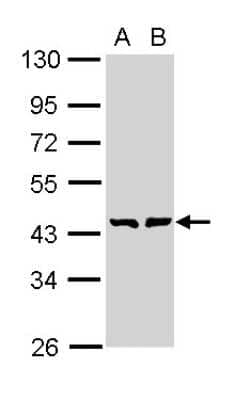 Western Blot GMDS Antibody