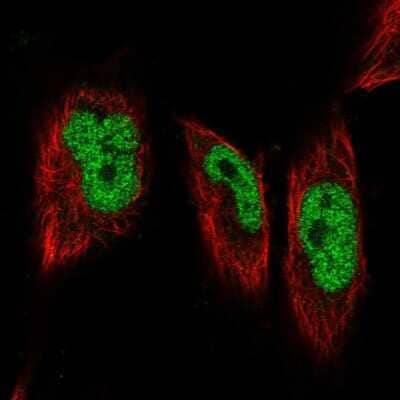 Immunocytochemistry/Immunofluorescence: GMEB1 Antibody [NBP1-91949] - Staining of human cell line U-251 MG shows localization to nucleoplasm. Antibody staining is shown in green.