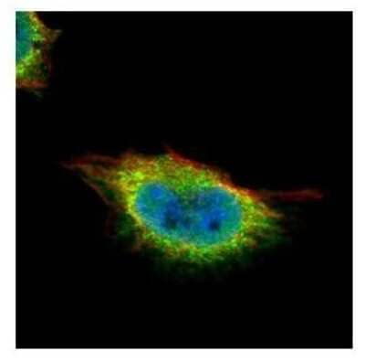 Immunocytochemistry/Immunofluorescence: GMEB1 Antibody [NBP2-16694] - Confocal immunofluorescence analysis of paraformaldehyde-fixed HeLa, using GMEB1 antibody (Green) at 1:500 dilution. Alpha-tubulin filaments are labeled with Alpha-tubulin antibody (Red) at 1:2000.
