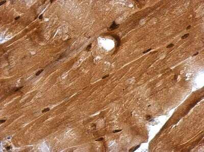 Immunohistochemistry-Paraffin: GMEB1 Antibody [NBP2-16694] - Immunohistochemical analysis of paraffin-embedded Muscle, using antibody at 1:500 dilution.