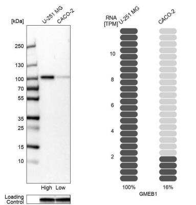 Western Blot: GMEB1 Antibody [NBP2-55657] - Analysis in human cell lines U-251MG and Caco-2. Corresponding RNA-seq data are presented for the same cell lines. Loading control: Anti-GAPDH.