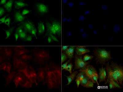 Immunocytochemistry/ Immunofluorescence GMFG Antibody