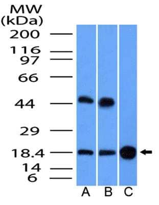 Western Blot GMFG Antibody