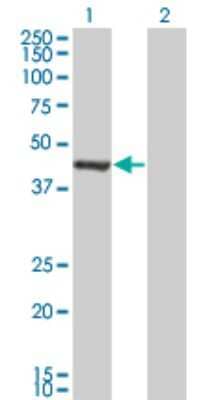 Western Blot: GMPPA Antibody (2F1) [H00029926-M01] - Analysis of GMPPA expression in transfected 293T cell line by GMPPA monoclonal antibody (M01), clone 2F1.Lane 1: GMPPA transfected lysate(46.291 KDa).Lane 2: Non-transfected lysate.