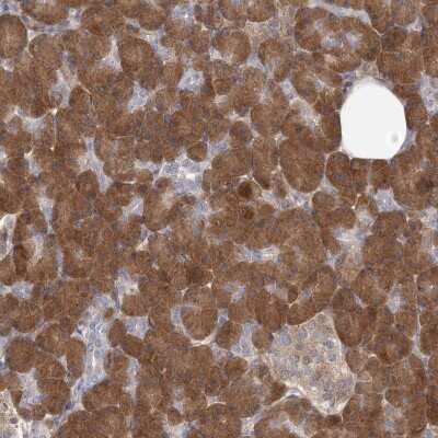 Immunohistochemistry-Paraffin: GMPPA Antibody [NBP2-38255] - Staining of human pancreas shows strong cytoplasmic positivity in exocrine glandular cells.