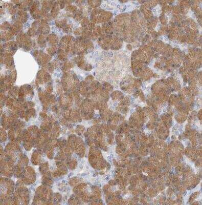 Immunohistochemistry-Paraffin: GMPPA Antibody [NBP1-85904] - Staining of human pancreas shows moderate to strong cytoplasmic positivity in exocrine glandular cells.