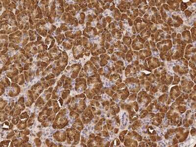 Immunohistochemistry-Paraffin: GMPPA Antibody [NBP2-97140] - Immunochemical staining of human GMPPA in human pancreas with rabbit polyclonal antibody at 1:1000 dilution, formalin-fixed paraffin embedded sections.