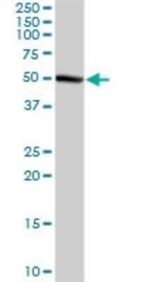 Western Blot GMPPA Antibody - Azide and BSA Free