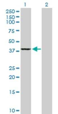 Western Blot: GMPR2 Antibody [H00051292-B01P] - Analysis of GMPR2 expression in transfected 293T cell line by GMPR2 polyclonal antibody.  Lane 1: GMPR2 transfected lysate(38.28 KDa). Lane 2: Non-transfected lysate.