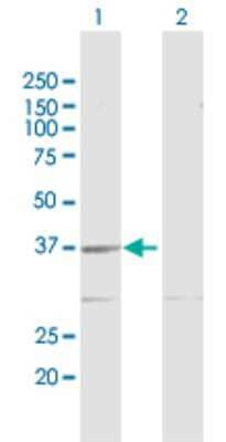 Western Blot: GMPR2 Antibody [H00051292-D01P] - Analysis of GMPR2 expression in transfected 293T cell line by GMPR2 polyclonal antibody.Lane 1: GMPR2 transfected lysate(37.90 KDa).Lane 2: Non-transfected lysate.