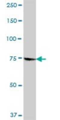 Western Blot: GMPS Antibody [H00008833-B01P] - Analysis of GMPS expression in human spleen.