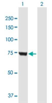 Western Blot: GMPS Antibody [H00008833-B01P] - Analysis of GMPS expression in transfected 293T cell line by GMPS polyclonal antibody.  Lane 1: GMPS transfected lysate(76.23 KDa). Lane 2: Non-transfected lysate.