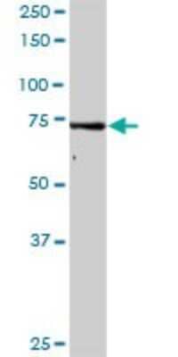 Western Blot: GMPS Antibody [H00008833-D01P] - Analysis of GMPS expression in mouse testis.