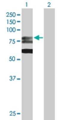 Western Blot: GMPS Antibody [H00008833-D01P] - Analysis of GMPS expression in transfected 293T cell line by GMPS polyclonal antibody.Lane 1: GMPS transfected lysate(76.70 KDa).Lane 2: Non-transfected lysate.