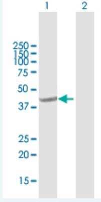 Western Blot: GNA14 Antibody [H00009630-B01P-50ug] - Analysis of GNA14 expression in transfected 293T cell line (H00009630-T02) by GNA14 MaxPab polyclonal antibody.  Lane 1: GNA14 transfected lysate(41.6 KDa). Lane 2: Non-transfected lysate.