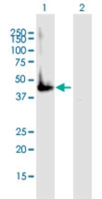 Western Blot: GNA14 Antibody [H00009630-B02P] - Analysis of GNA14 expression in transfected 293T cell line by GNA14 polyclonal antibody.  Lane 1: GNA14 transfected lysate(41.60 KDa). Lane 2: Non-transfected lysate.