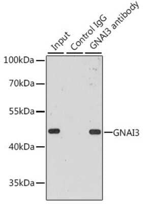 Immunoprecipitation: GNAI3 Antibody [NBP3-03467] - Analysis of 200ug extracts of MCF-7 cells, using GNAI3 antibody . Western blot was performed from the immunoprecipitate using this antibody.