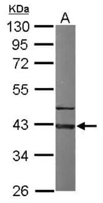 <b>Genetic Strategies Validation. </b>Western Blot: GNAI3 Antibody [NBP1-32617] - Sample (50 ug of whole cell lysate) A: Mouse brain 10% SDS PAGE; antibody diluted at 1:1000.