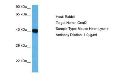 Western Blot: GNAI3 Antibody [NBP2-82235] - Host: Mouse. Target Name: GNAI2. Sample Tissue: Mouse Heart. Antibody Dilution: 1ug/ml