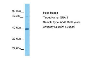 Western Blot: GNAI3 Antibody [NBP2-82235] - Host: Rabbit. Target Name: GNAI3. Sample Tissue: Human A549 Whole Cell. Antibody Dilution: 1ug/ml