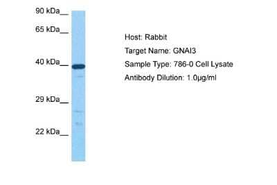 Western Blot: GNAI3 Antibody [NBP2-82237] - Host: Rabbit. Target Name: GNAI3. Sample Tissue: 786-0 Whole Cell lysates. Antibody Dilution: 1ug/ml