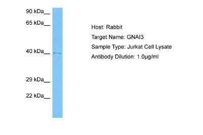 Western Blot: GNAI3 Antibody [NBP2-82239] - Host: Rabbit. Target Name: GNAI3. Sample Tissue: Human Jurkat Whole Cell lysates. Antibody Dilution: 1ug/ml