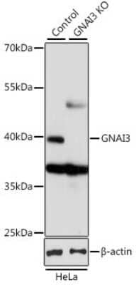 Western Blot: GNAI3 Antibody [NBP3-03467] - Analysis of extracts from normal (control) and GNAI3 knockout (KO) HeLa cells, using GNAI3 antibody at 1:1000 dilution. Secondary antibody: HRP Goat Anti-Rabbit IgG (H+L) at 1:10000 dilution. Lysates/proteins: 25ug per lane. Blocking buffer: 3% nonfat dry milk in TBST.